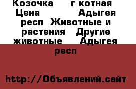 Козочка  1.8г котная › Цена ­ 5 000 - Адыгея респ. Животные и растения » Другие животные   . Адыгея респ.